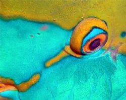 Parrotfish Eye. by Nick Hobgood 